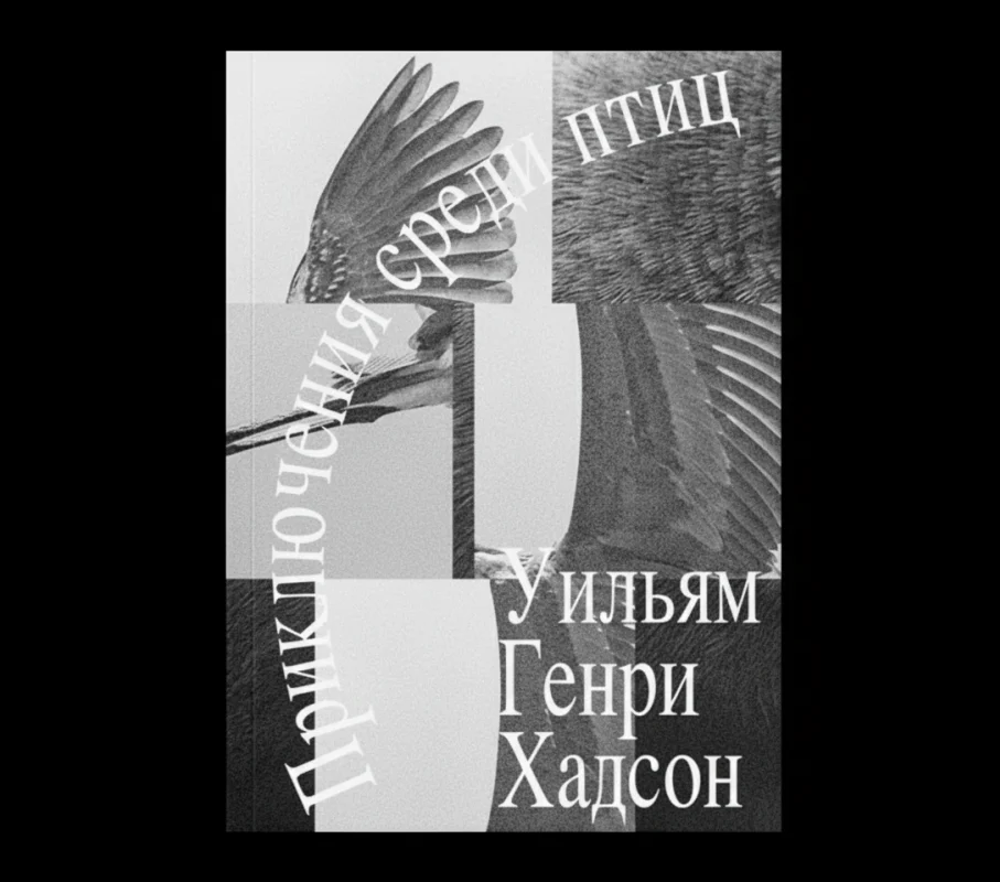 Приключения среди птиц