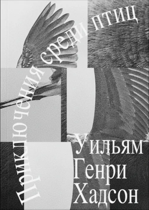 Приключения среди птиц